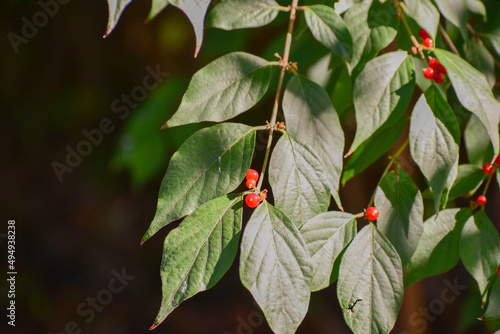 Closeup shot of amur honeysuckle plant photo