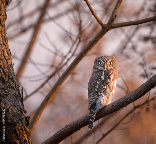 Beautiful pearl-spotted owlet bird perched on a tree photo