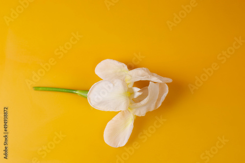 Aires de primavera con flor blanca sobre fondo naranja photo