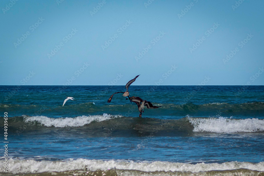 seabirds fishing in the blue sea