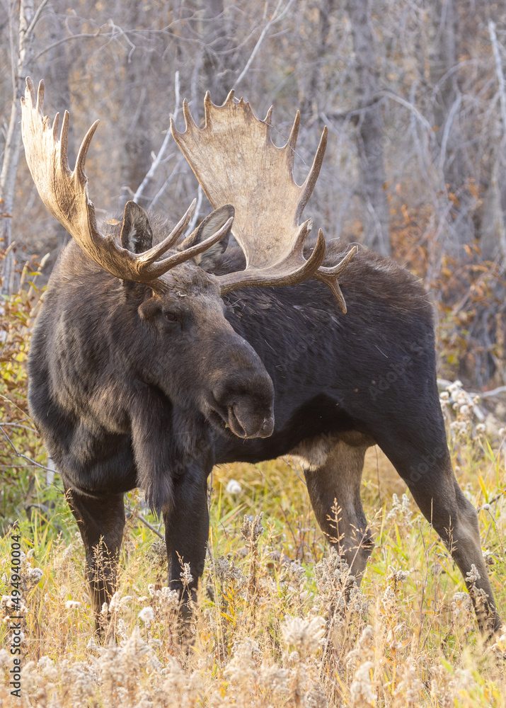 Bull Shiras Moose During the Rut in Grand Teton National Park Wyoming in Autumn Bull Shiras Moose During the Rut in Grand Teton National Park Wyoming in Autumn