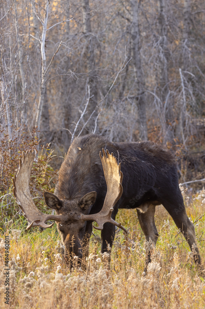 Bull Shiras Moose During the Rut in Grand Teton National Park Wyoming in Autumn Bull Shiras Moose During the Rut in Grand Teton National Park Wyoming in Autumn