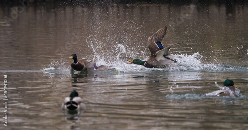 Canvas Print Closeup shot of mallard ducks in the pond water on a gloomy day