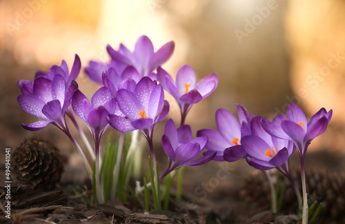 Wiosenne kwiaty -Krokusy