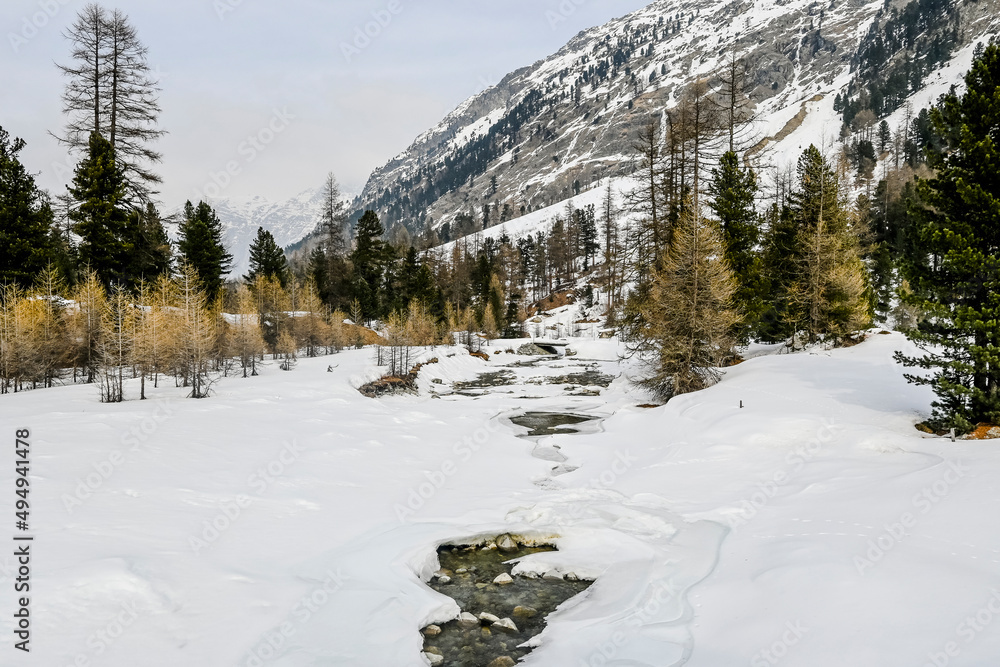 custom made wallpaper toronto digitalVal Roseg, Ova da Roseg, Rosegbach, Winterwanderweg, Langlauf, Langlaufloipe, Wald, Kutschenfahrt, Berninagruppe, Oberengadin, Piz Roseg, Gletscher, Alpen, Winter, Graubünden, Schweiz