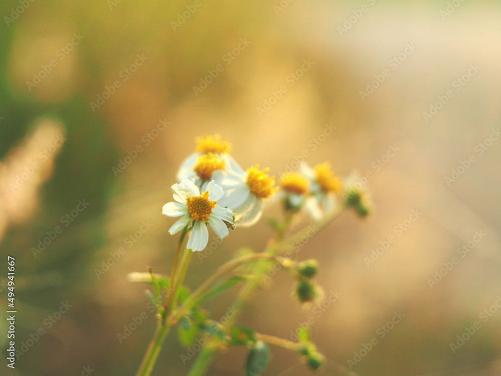 grass field and sunlight sweet background nature grass field and sunlight sweet background nature