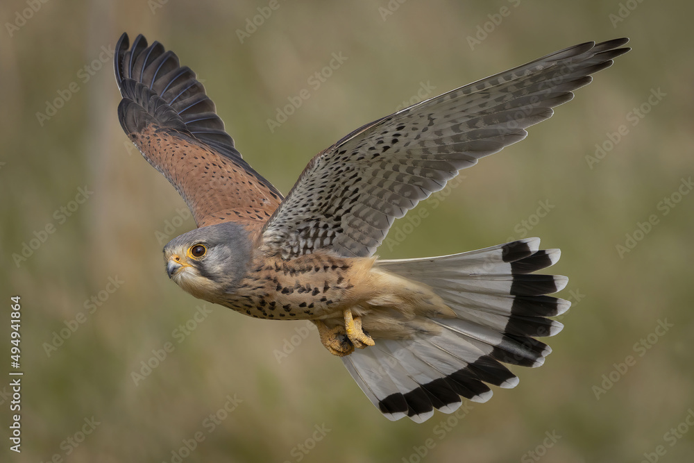 Ταπετσαρία Scenic view of a male kestrel flying on a blurred background