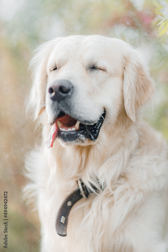 my beloved friend golden retriever enjoys the rays of the sun and spring flowers in the forest