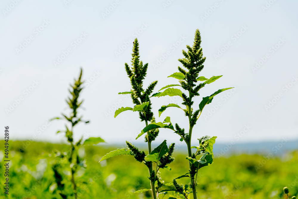 Amaranthus retroflexus (spiny amaranth, Amaranthus spinosus) with leaves and inflorescences in the garden. Weeds in the garden Amaranthus retroflexus (spiny amaranth, Amaranthus spinosus) with leaves and inflorescences in the garden. Weeds in the garden