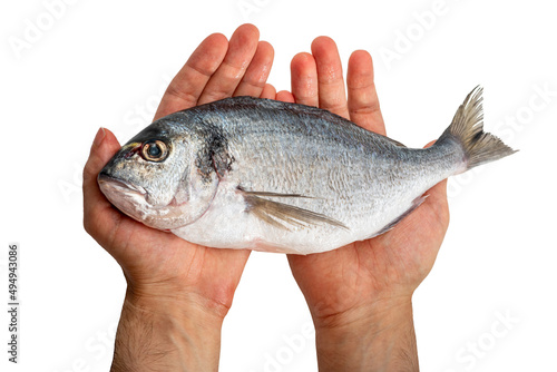 Fototapeta Naklejka Na Ścianę i Meble -  Gilt-head bream fresh raw fish dorada without scales and gills, ready for cooking. Picture of isolated dorade on white background for the fish seafood market menu