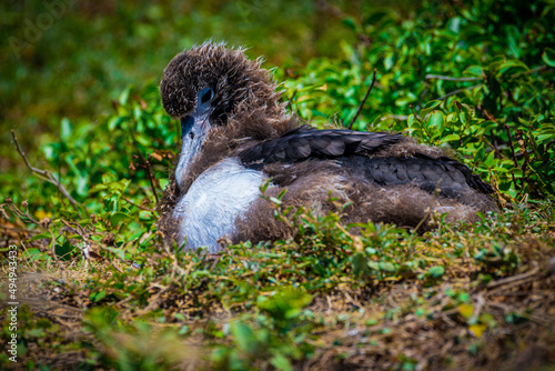 Closeup of a Laysan Albatross on the grass in Oahu Hawaii photo