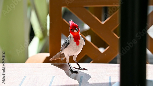 Closeup of a Red-Crested Cardinal on a table, Waimea Falls, Oahu Hawaii photo