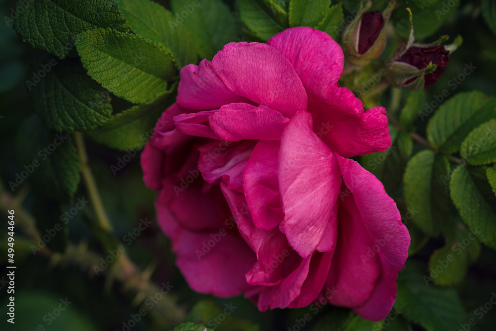 Pink wild rose on a background of summer greenery. Pink wild rose on a background of summer greenery.