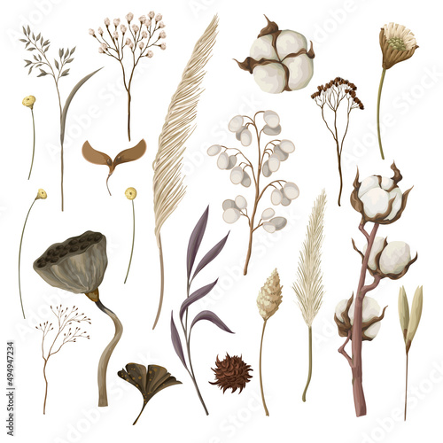 Dried autmn flowers isolated. Vector.