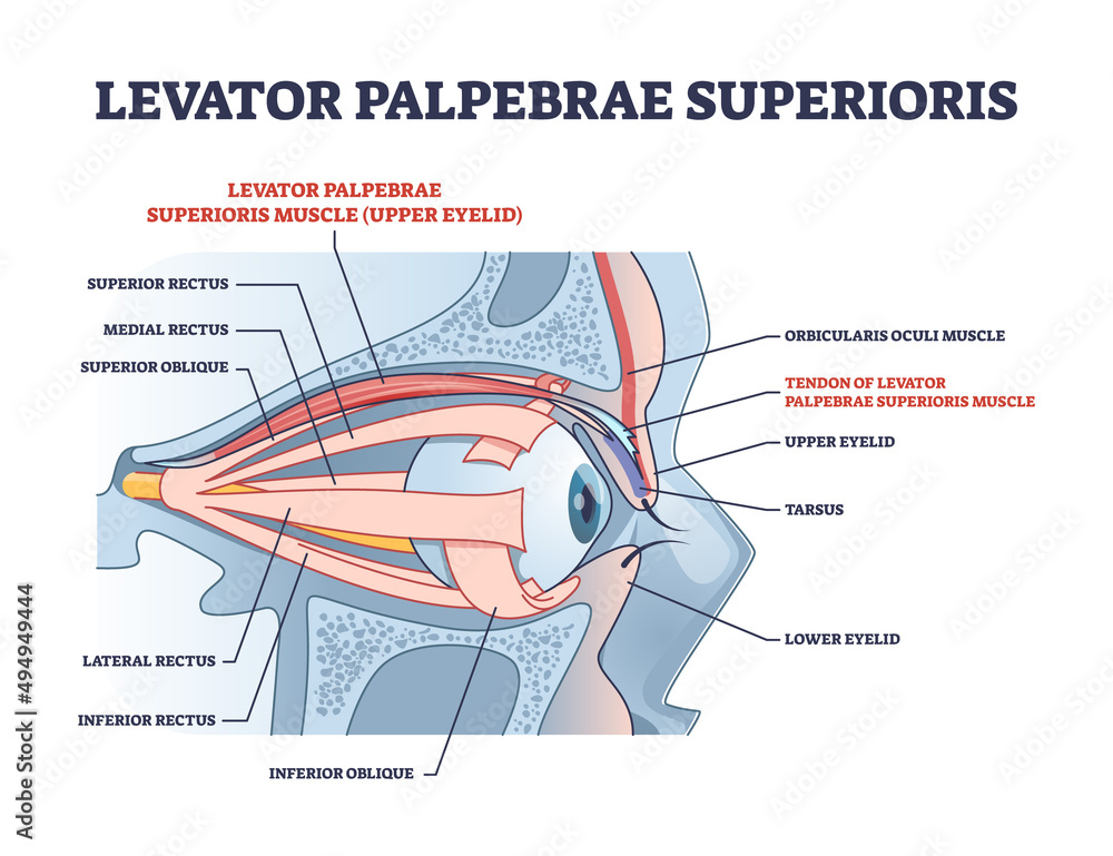 Levator palpebrae superioris muscle with eye structure outline diagram. Labeled educational eyelid muscular system for elevation and movement vector illustration. Medical anatomy for rectus or oblique - obrazy, fototapety, plakaty 