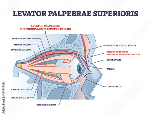 Levator palpebrae superioris muscle with eye structure outline diagram. Labeled educational eyelid muscular system for elevation and movement vector illustration. Medical anatomy for rectus or oblique photo
