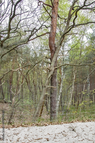 Vertical shot of intergrown trunks of two trees with a forest in the background photo