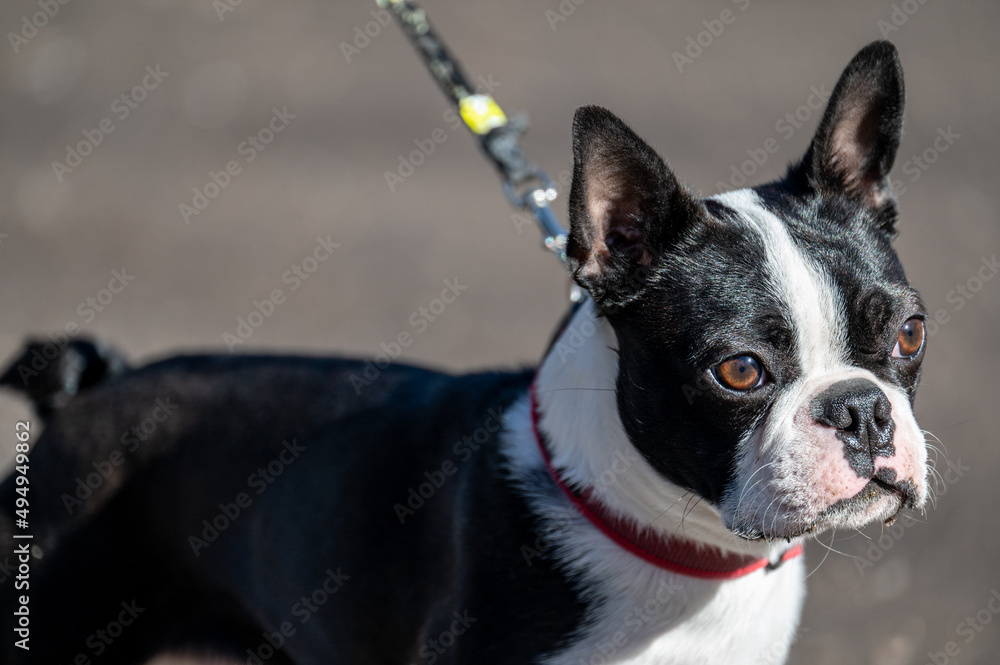 Boston terrier, Boston bull, Boston bull terrier, dog, pet, animal, Boston terrier, black, white, brindle, lively, friendly, stubborn, breed, American Gentleman, brindle coat