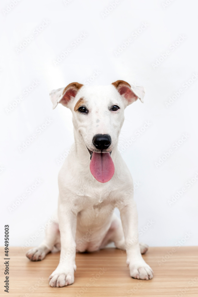mini Jack russel puppy dog show trnk as hot or hungry on white isolate