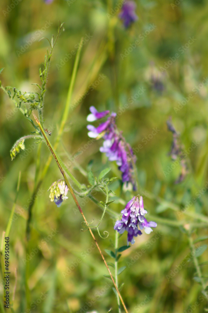 Closeup of hairy vetch in bloom with selective focus on foreground Closeup of hairy vetch in bloom with selective focus on foreground
