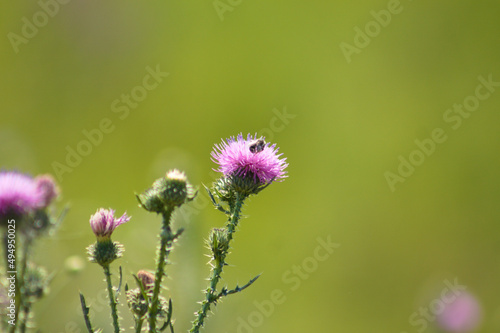Closeup of spiny plumeless thistle flowers with bug and green blurred background