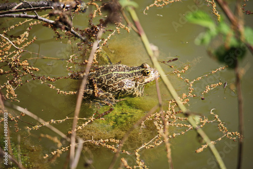 Closeup of a common spadefoot (Pelobates fuscus) floating on a dirty water photo
