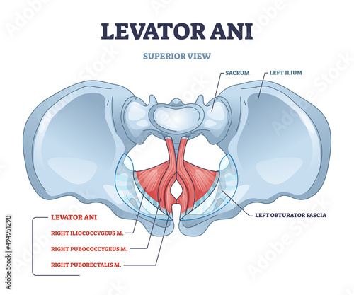 Levator ani muscle group location and lesser pelvis bones outline diagram. Labeled educational pubococcygeus, iliococcygeus and puborectalis muscular system for body vaginal part vector illustration.