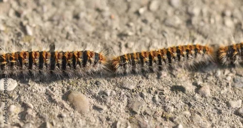 Hairy caterpillars in a row, pine processionary, dangerous for man and animals photo