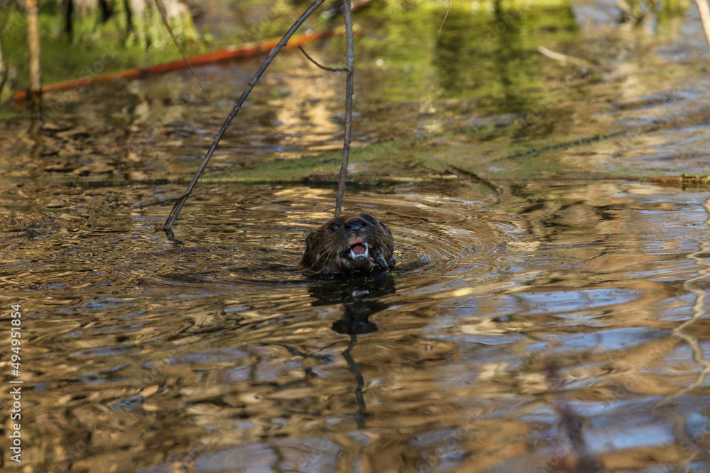 Spotted-necked Otter, Kruger National Park