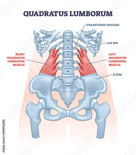 Quadratus lumborum muscle or QL for strong and healthy spine outline diagram. Labeled educational scheme with muscular and skeletal transverse, ribs, vertebae and ilium anatomy vector illustration. photo