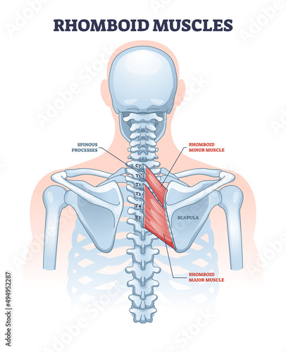 Rhomboid muscles as skeletal muscular system for spine outline diagram. Labeled educational human back anatomy with spinous processes, scapula and minor or major rhomboid muscle vector illustration.