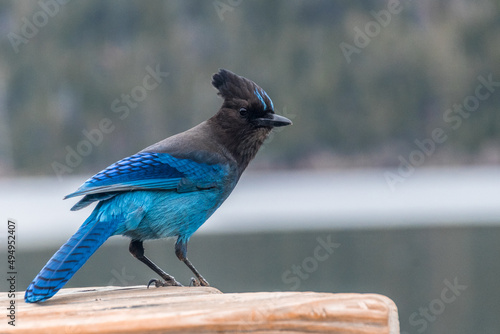 Closeup shot of a blue Steller's jay on a blurred background photo