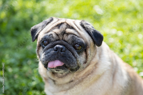 A pug sits on a meadow and watches the area © DEWI-Stockphotos