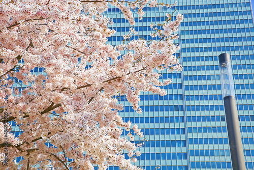 Düsseldorf, Germany - March 21.2022: View on one white pink cherry blossom tree, urban modern skyscraper background, clear blue sky, fluffy clouds in early spring
