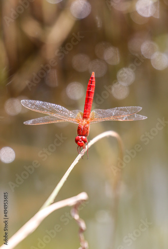 Wallpaper Mural Male Scarlet Dragonfly, Pilanesberg National Park Torontodigital.ca