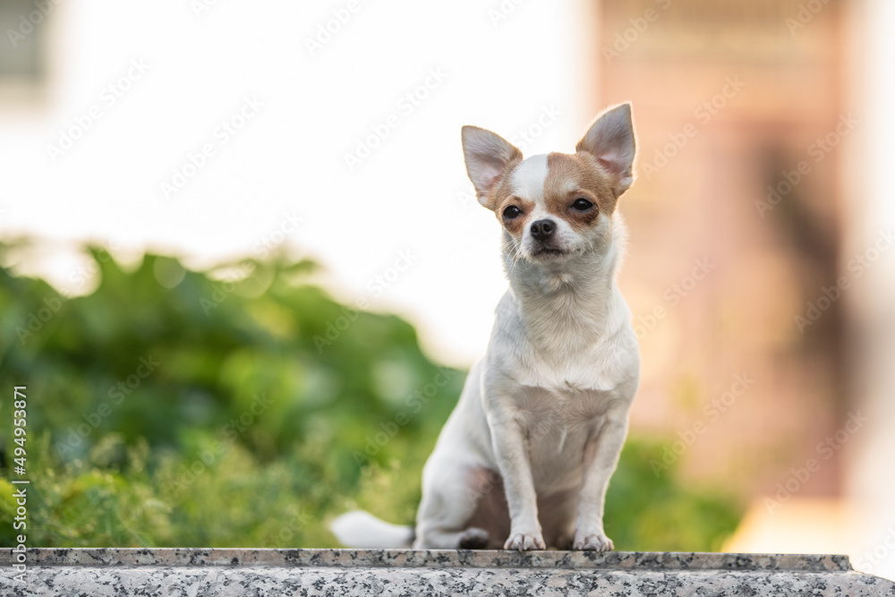 Cute chihuahua dog posing on the background of the urban landscape Cute chihuahua dog posing on the background of the urban landscape