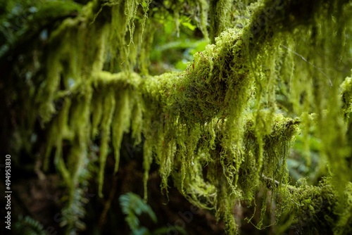Moss hanging on tree