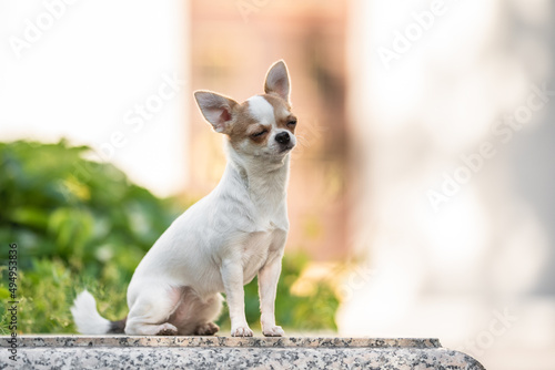 Cute chihuahua dog posing on the background of the urban landscape © honey_paws