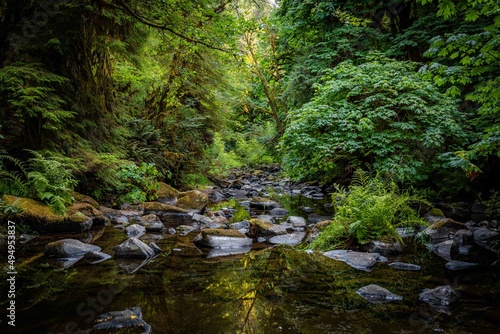 Forest stream covered in trees