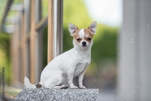 Cute chihuahua dog posing on the background of the urban landscape