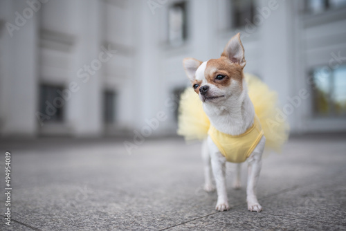 Cute chihuahua dog in a yellow dress posing on the background of the urban landscape © honey_paws