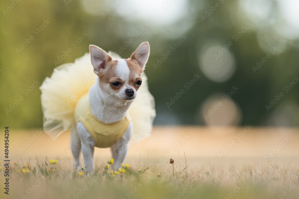 Cute chihuahua dog in a yellow dress resting in a city park Cute chihuahua dog in a yellow dress resting in a city park