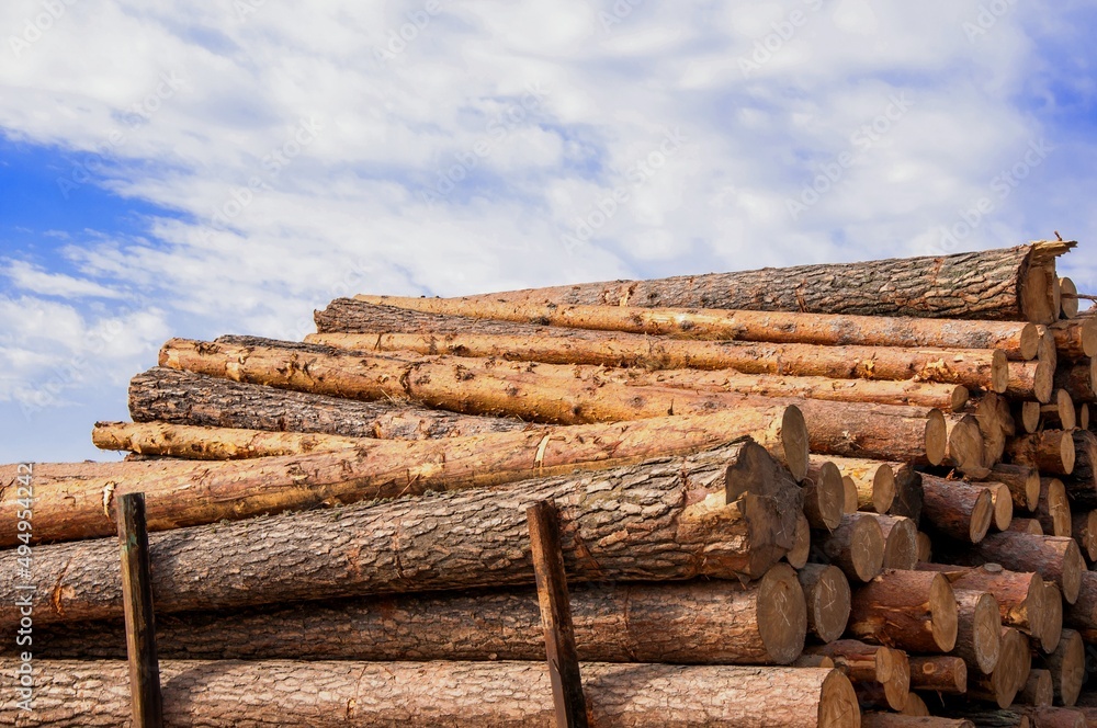 Raw timber in the open air on a summer day Raw timber in the open air on a summer day