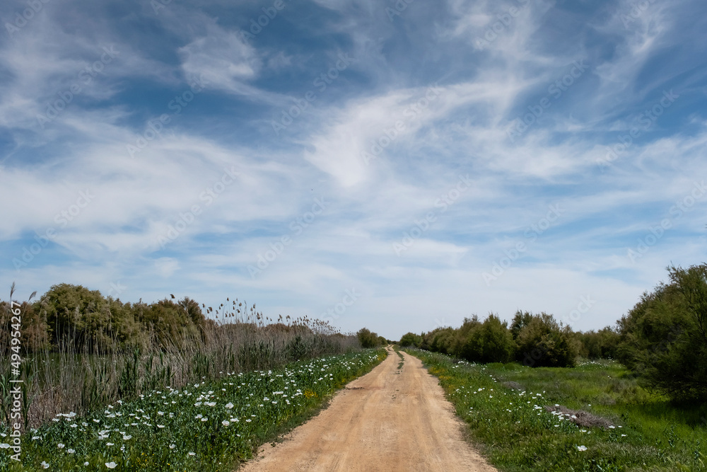 Dirt road in the springtime countryside
