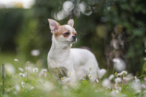 Cute chihuahua dog among blooming chamomile flowers in a city park