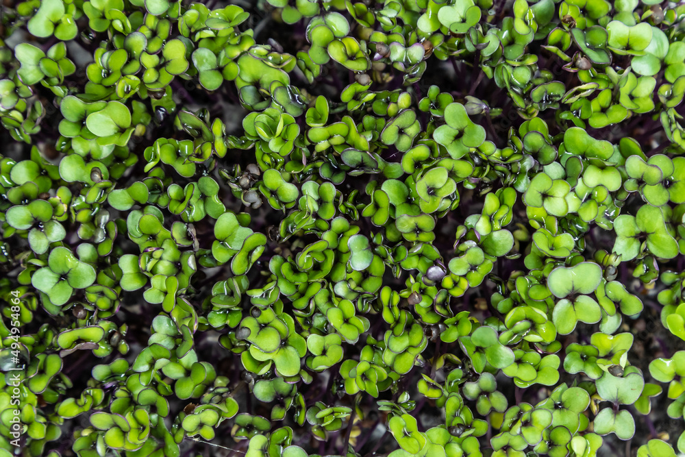 Kohlrabi microgreens top down view. Fresh healthy sprouts. Vegan and healthy eating concept.