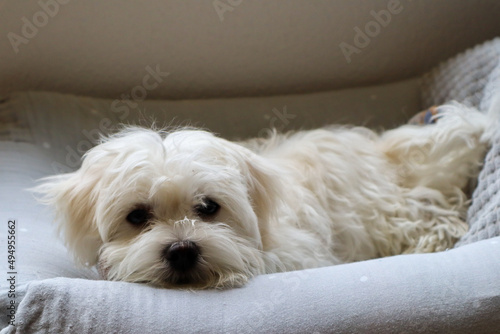 A 4 month old Maltese dog lying in its Bed