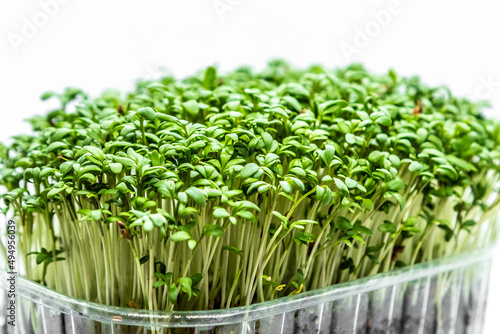 Close-up of Cress salads microgreens on white background. Fresh healthy sprouts. Vegan and healthy eating concept.
