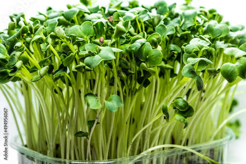 Close-up of Radish microgreens on white background. Fresh healthy sprouts. Vegan and healthy eating concept.