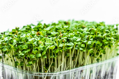Close-up of Arugula microgreens on white background. Fresh healthy sprouts. Vegan and healthy eating concept.